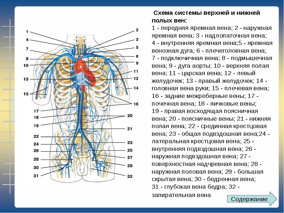 Две верхние полые вены. Верхняя полая Вена анатомия схема. Система верхней полой вены система нижней полой вены. Венозная система анатомия верхняя полая Вена. Верхняя полая Вена и нижняя полая Вена.