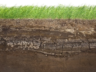 Из чего состоит почва? узнайте состав почвы