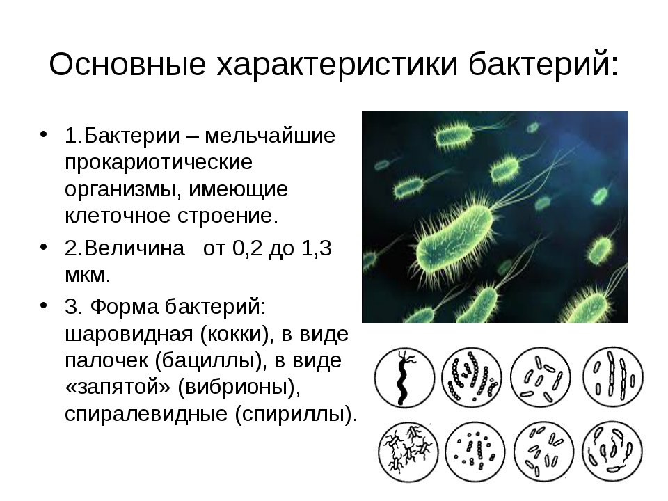 Что такое бактерии