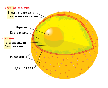 Что такое органоид? строение и функции органоидов. органоиды растительной клетки. органоиды животной клетки