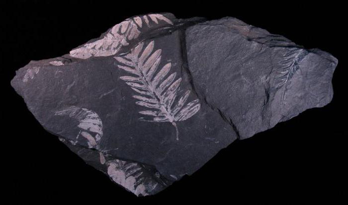 Палеоботаника - это наука об ископаемых растительных остатках. практическое значение палеонтологии
