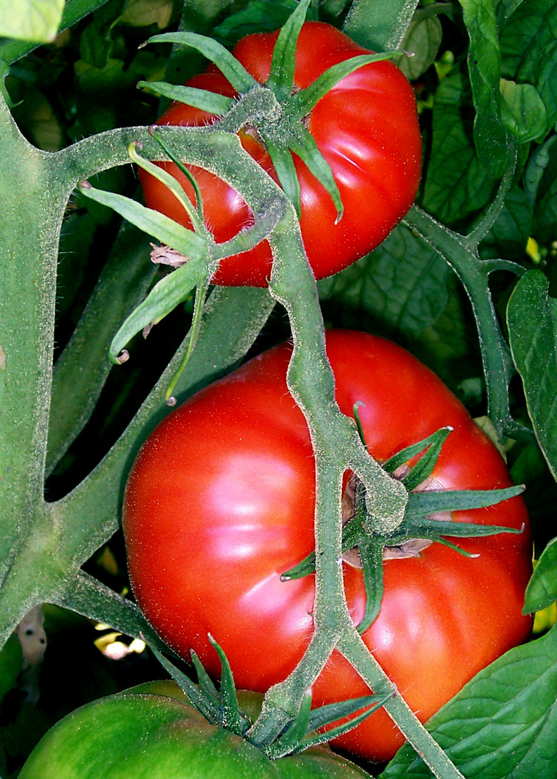 Происхождение томата – что это такое: фрукт или овощ, откуда к нам пришел помидор