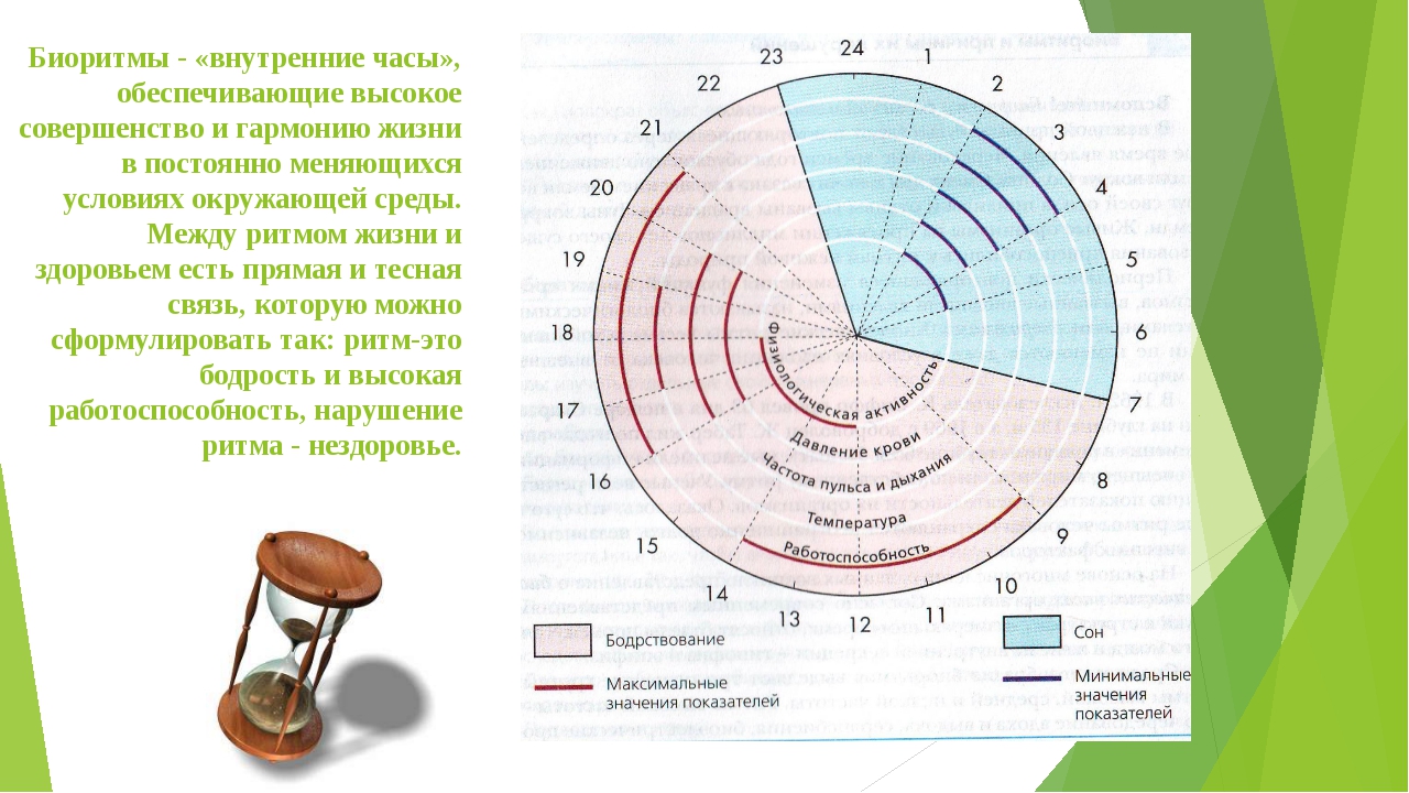 Диаграмма дни недели. Биоритмы. Биоритмы организма человека. Биоритмы часы. Биоритмы человека по часам.
