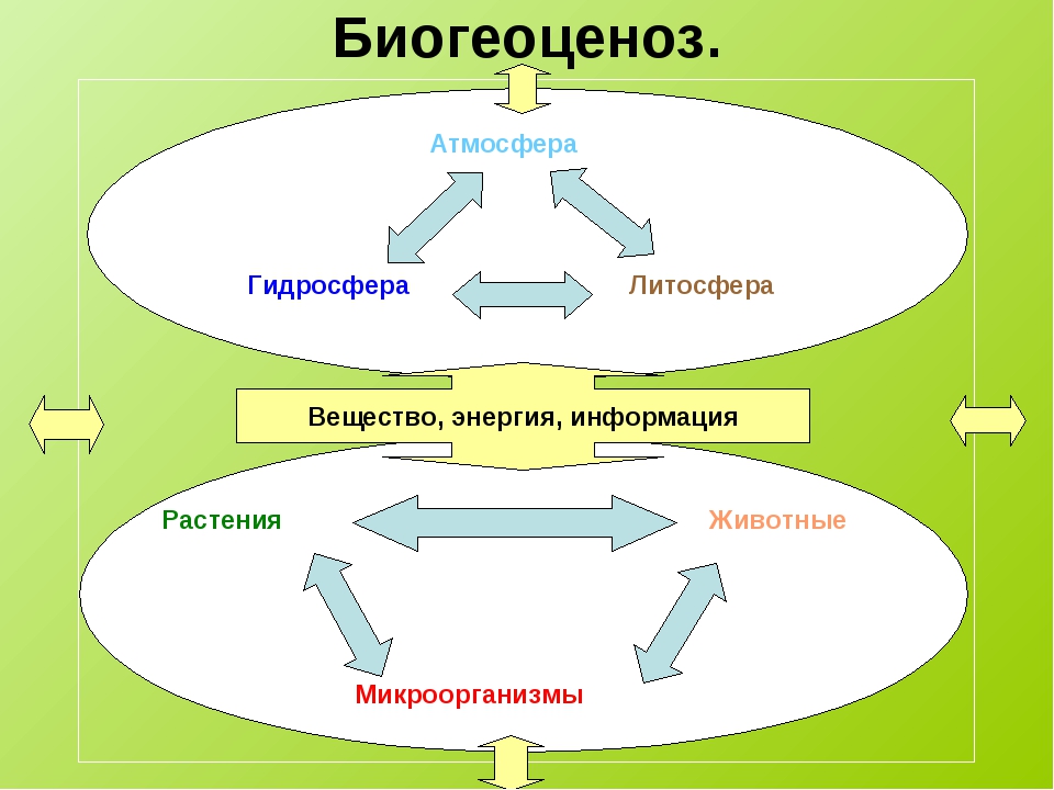 Биогеоценоз — википедия