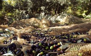 В чем разница между оливками и маслинами? и какая от них польза