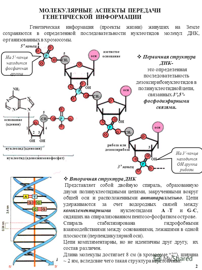 Концы днк и рнк. Схема строения ДНК генетика. Структура ДНК 5 И 3 концы. Строение ДНК 3 конец и 5 конец. Строение ДНК схема 3 и 5 концы.