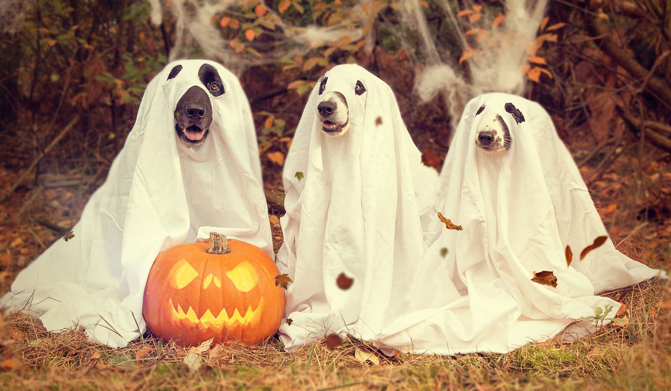 История и традиции английского праздника хэллоуин