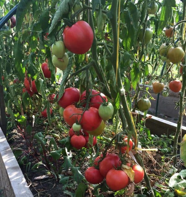 Как правильно пасынковать помидоры и нужно ли вообще это делать
