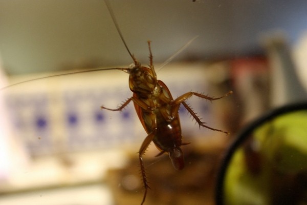 Тараканы: обзор видов, что они едят, как избавиться от тараканов