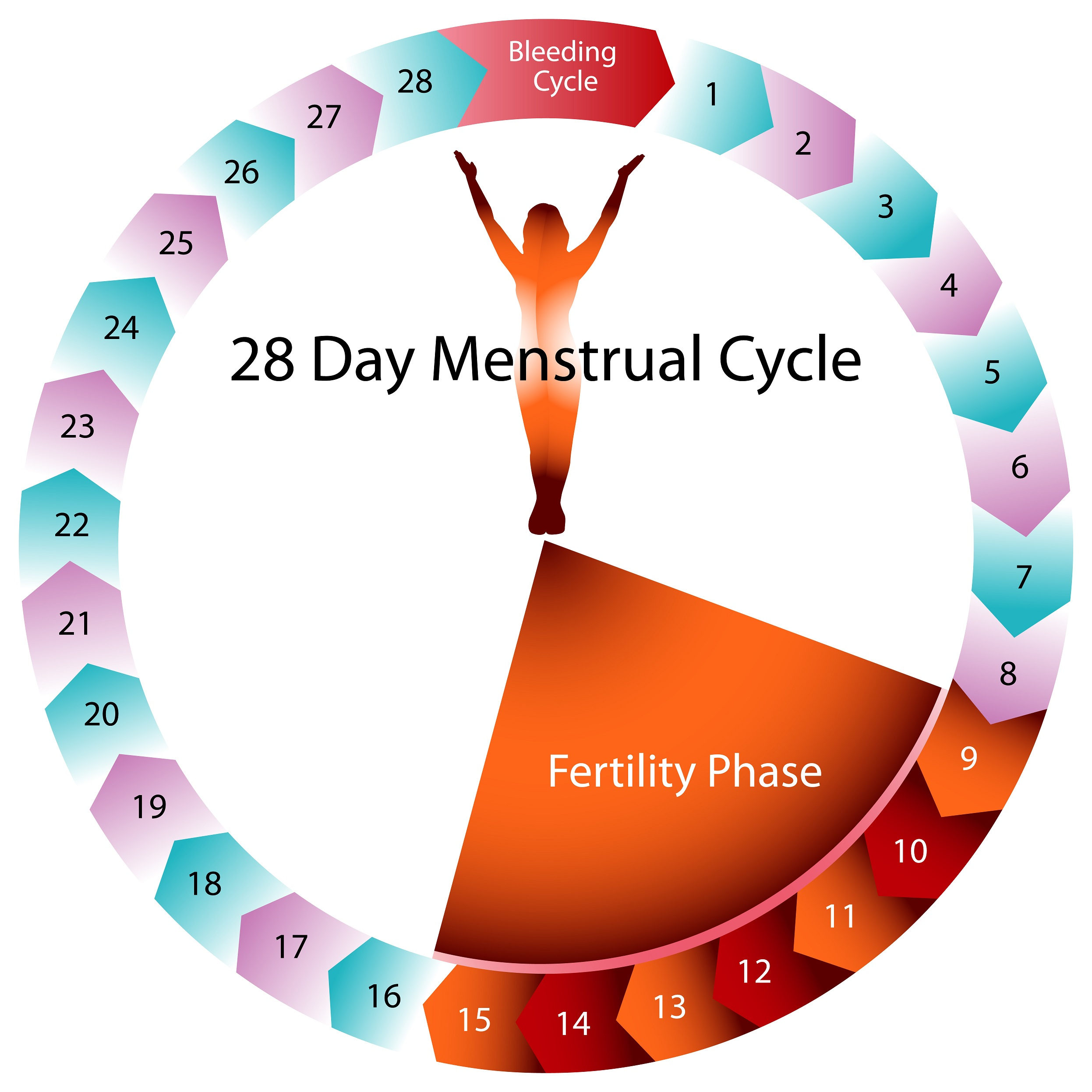 Фертильные дни и овуляция: особенности, симптомы наступления, как вычислить период созревания яйцеклетки