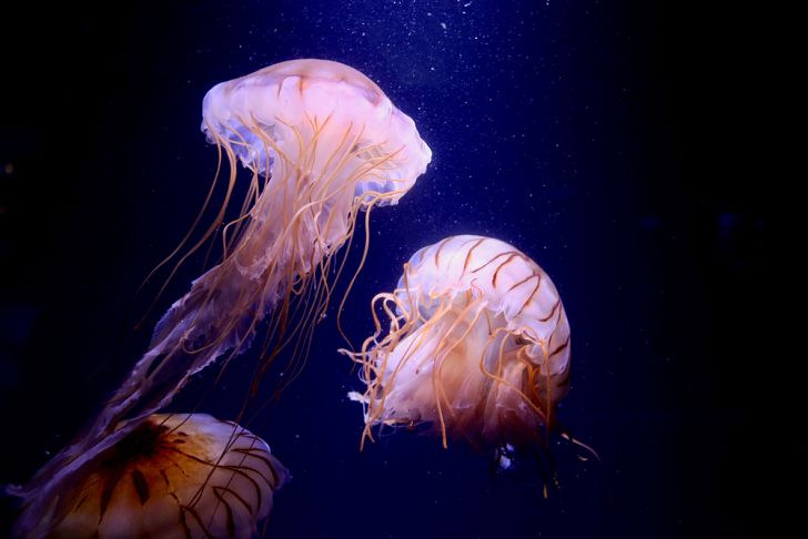 Медуза: описание, где обитают, чем питаются, сколько живут