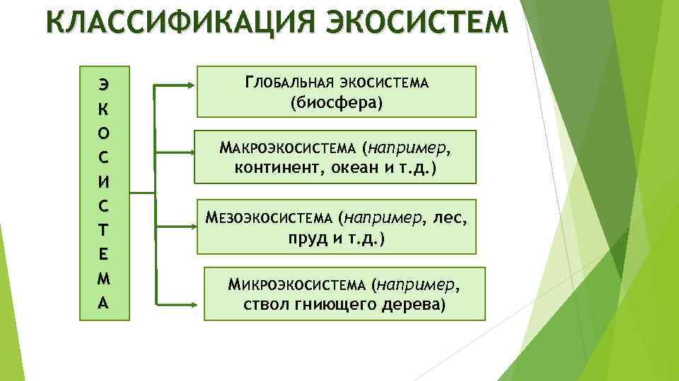 Экосистема: структура экосистемы, определение, понятие, виды и интересные факты :: syl.ru