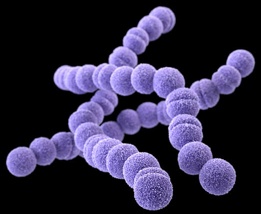 Streptococcus agalactiae, стрептококк агалактия: что это норма, свойства, лечение