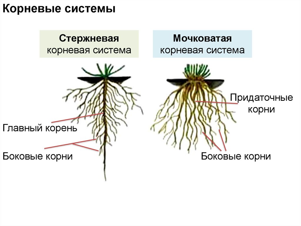 Строение корня растения. особенности строения корня