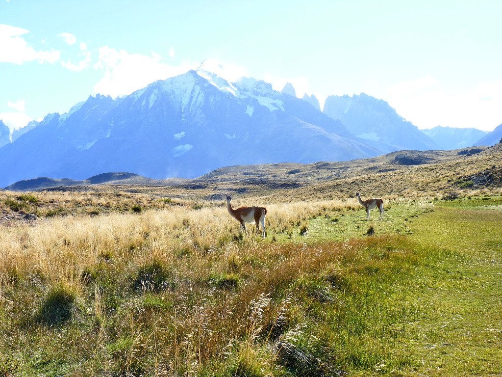 Растительность пампы южной америки