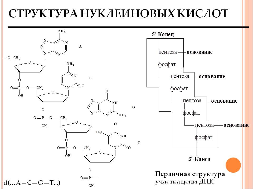 Первичная структура нуклеотида. Первичная структура нуклеиновых кислот формула. Строение нуклеиновых кислот первичная структура. Строение нуклеиновых кислот биохимия. Структура нуклеиновых кислот первичная структура.