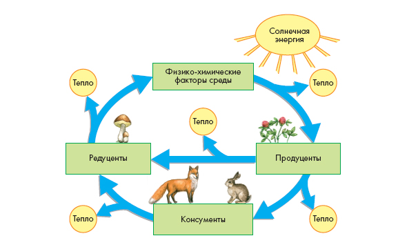 Экосистема: характеристика, виды, структура, компоненты и факторы — природа мира