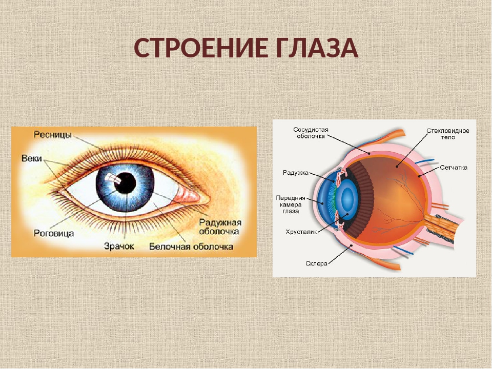 Что такое глаз? какие функции выполняет глаз в теле человека?