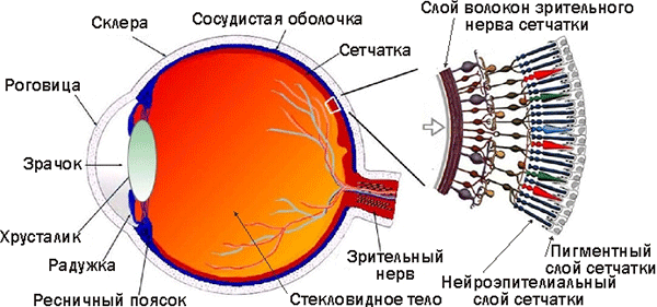 Сетчатка глаза: что это такое, медицинское название сетчатой оболочки