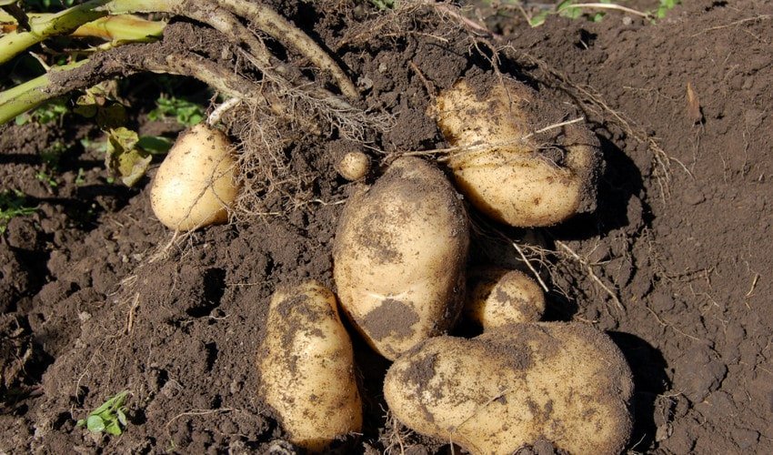Картофель — это овощ или ягода: как развивается клубень картофеля