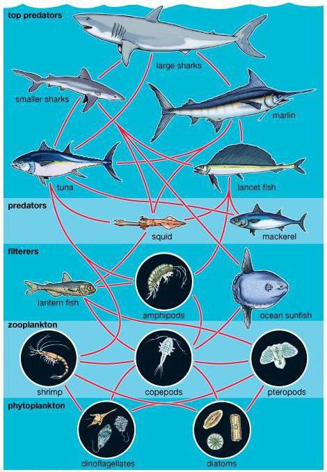 Планктон, нектон, бентос: определение морских организмов