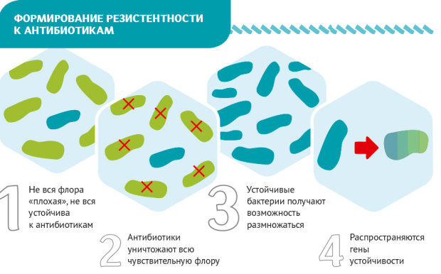 Резистентность организма к антибиотикам. резистентность - это... :: syl.ru