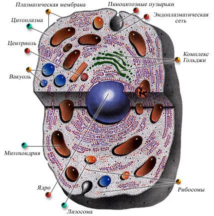 Что такое цитоплазма клетки. особенности строения цитоплазмы