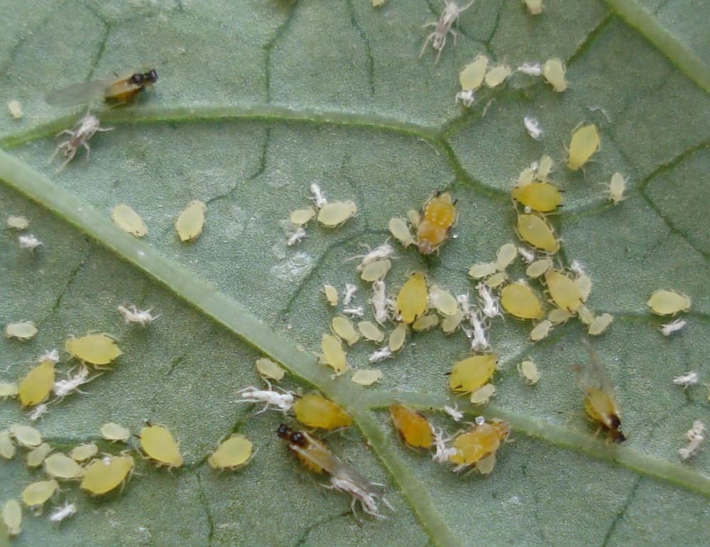 Трипс на комнатных растениях, способы борьбы, как обрабатывать инсектицидами от трипса