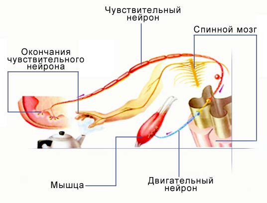 Условный рефлекс