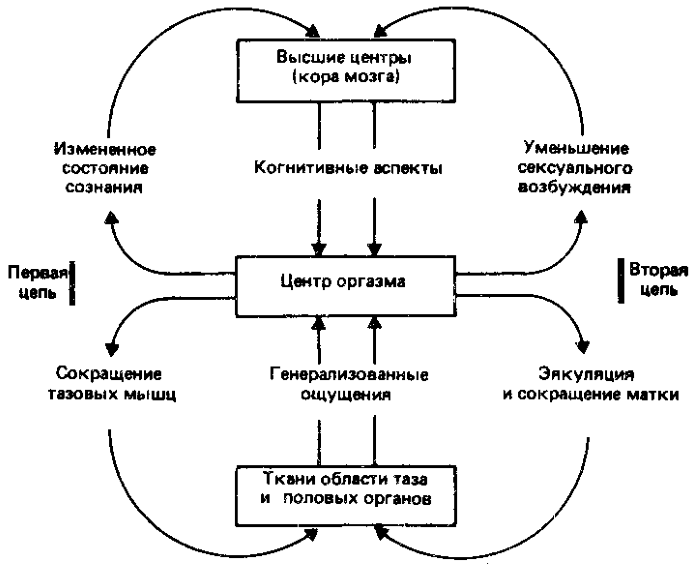 Что значит мужская эякуляция и какова норма процесса