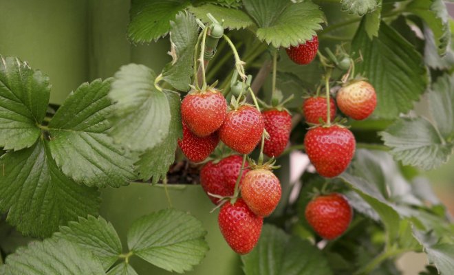 Клубника – это ягода или орех? разбираемся в ботанических тонкостях
