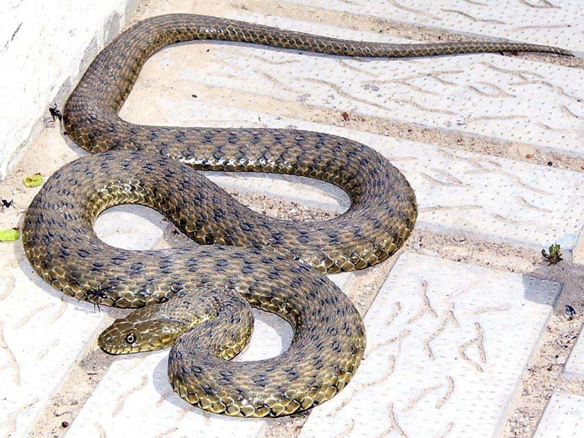 Гюрза: описание смертельно опасной змеи. яд гюрзы
