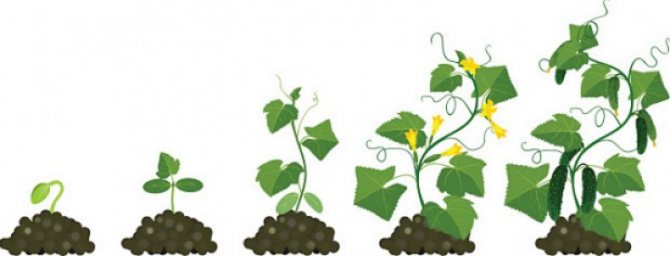 Период вегетации: описание понятия, определение у различных растений, сроки - sadovnikam.ru