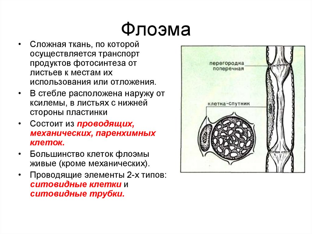Рисунок основных элементов флоэмы