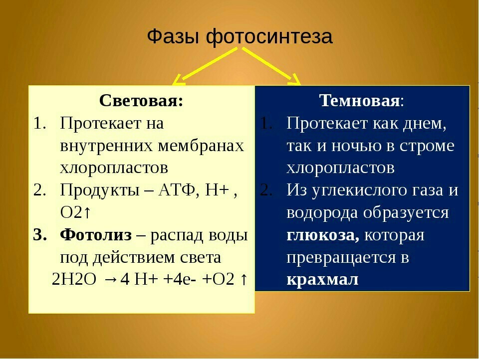 Установите соответствие между процессами и фазами фотосинтеза обозначенными на схеме цифрами 1 и 2