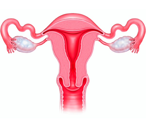 Маточное кровотечение во время и после менструации: меноррагия и метроррагия