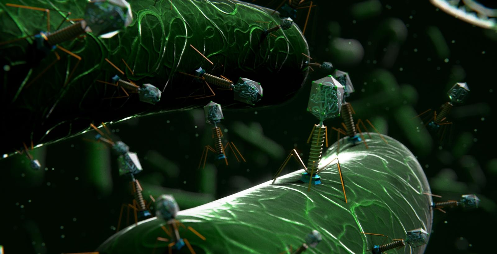 Вирусы бактериофаги: строение и описание