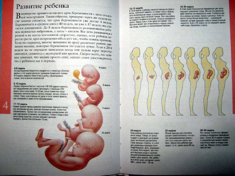 Беременность — википедия с видео // wiki 2