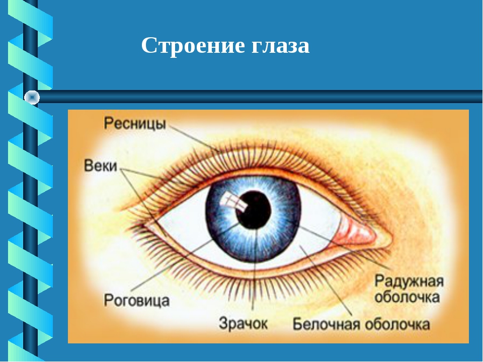 Строение глаза человека: структура, анатомия