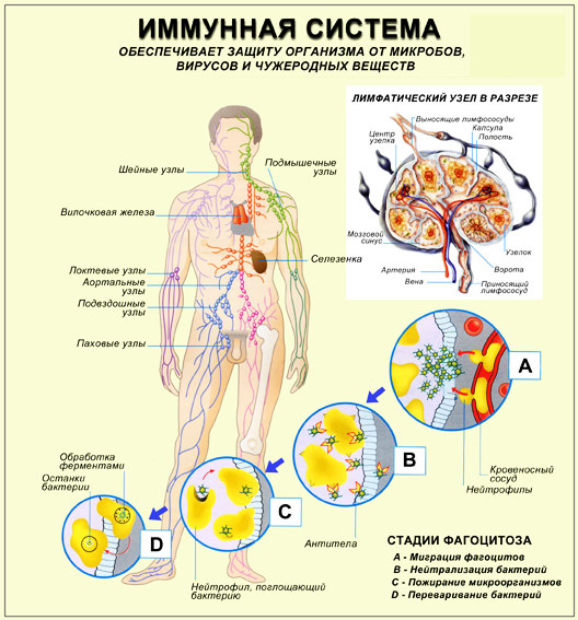 Описание и принцип работы иммунной системы человека