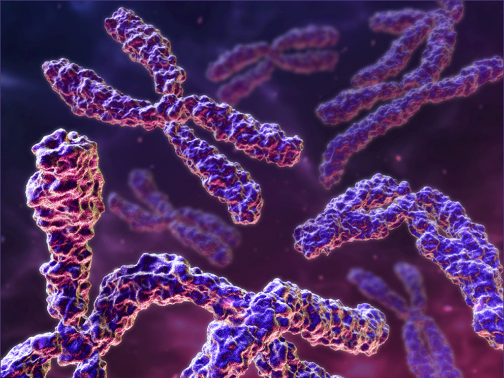 Гены: что это такое и как они работают. что такое хромосомы?