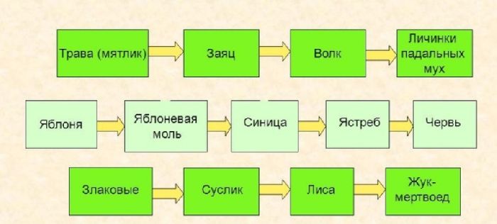 Пищевая цепь