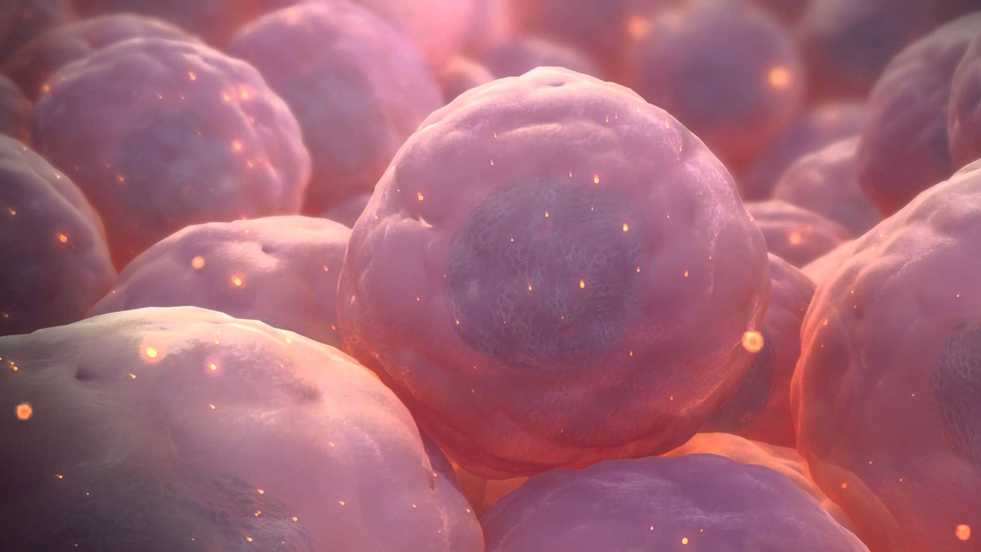 Стволовые клетки и их значение в современной медицине (часть 1)