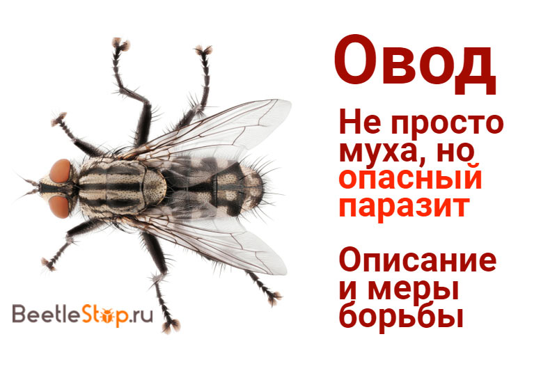 Значение слова «овод» в 10 онлайн словарях даль, ожегов, ефремова и др. - glosum.ru