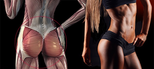 Ягодичные мышцы: анатомия, строение и функции