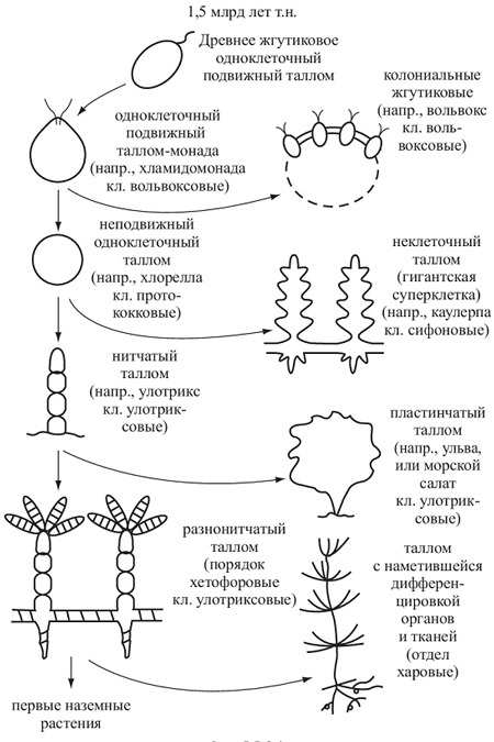 Улотрикс — это водоросль. улотрикс: фото, описание, размножение