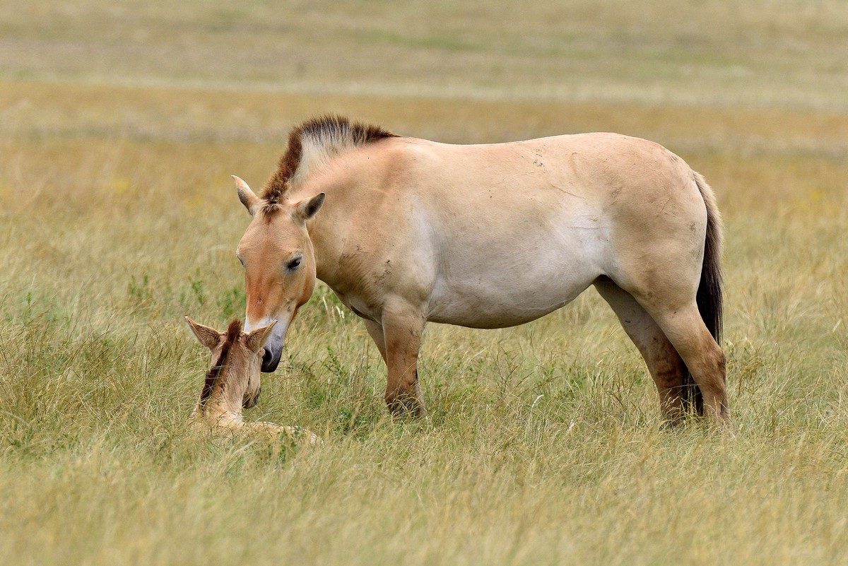 Лошадь – это благородное животное с многовековой историей