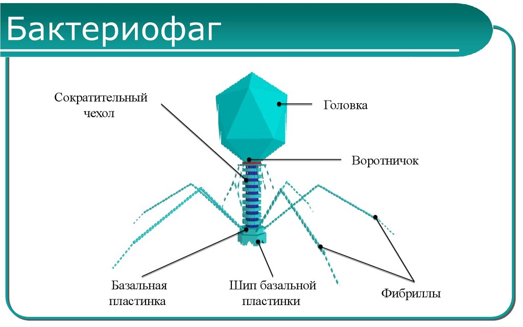Бактериофаги — википедия