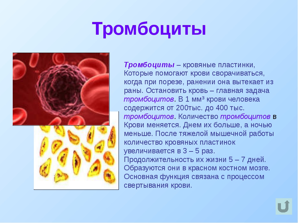 Тромбоциты принимают участие. Тромбоциты биология 8 класс. Тромбоциты кровяные пластинки. Опишите клетки крови тромбоциты. Лейкоциты свертывание крови.