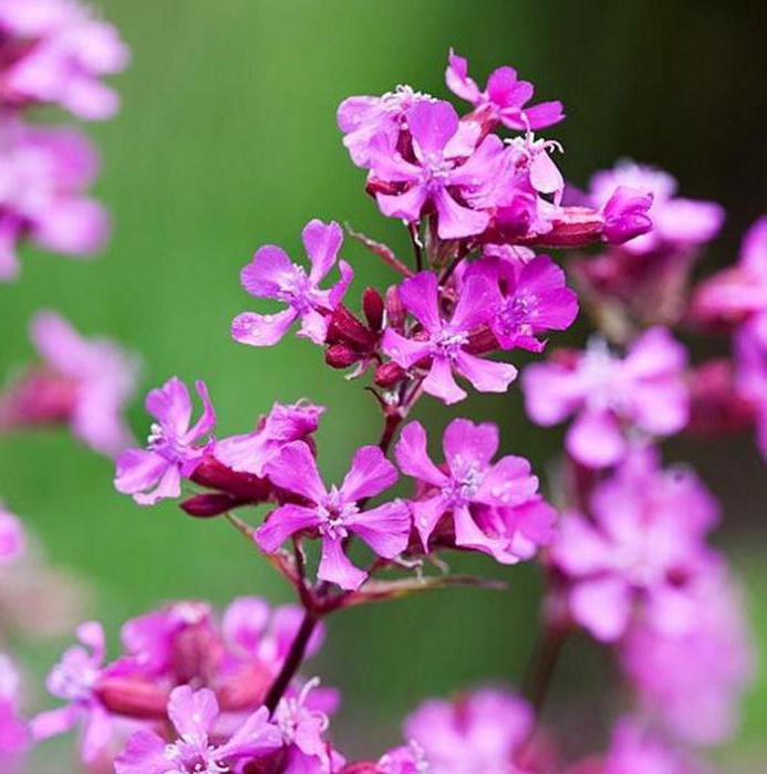 Вискария (смолка): описание, фото цветка-многолетника, посадка, уход в открытом грунте
